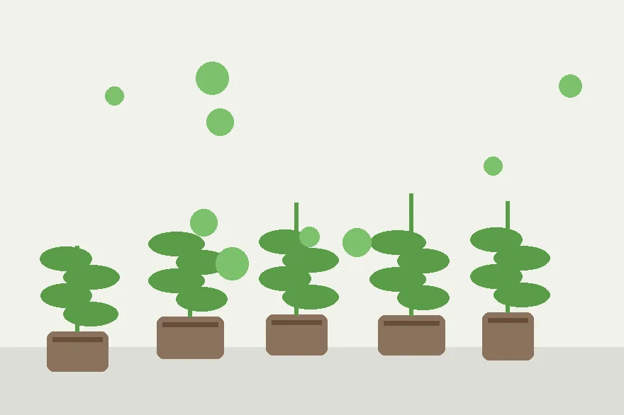 Common Propagation Myths That Make Cuttings Fail