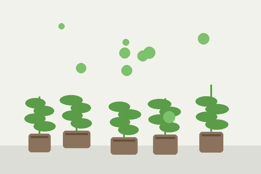 Rooting Tray Setup: What Belongs in the Tray and What Should Stay Out